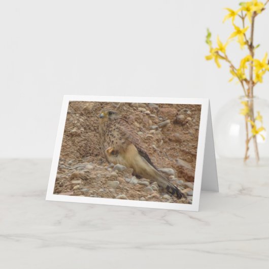 Gewone torenvalk, Falco tinnunculus Kaart (Gele Bloem)