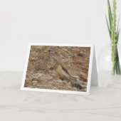 Gewone torenvalk, Falco tinnunculus Kaart (Voorkant)