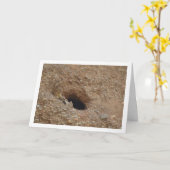 Gewone torenvalk, Falco tinnunculus Kaart (Gele Bloem)