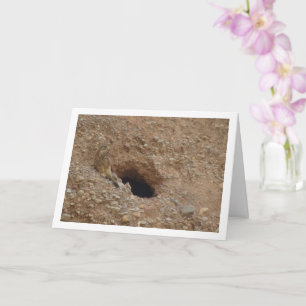 Gewone torenvalk, Falco tinnunculus Kaart