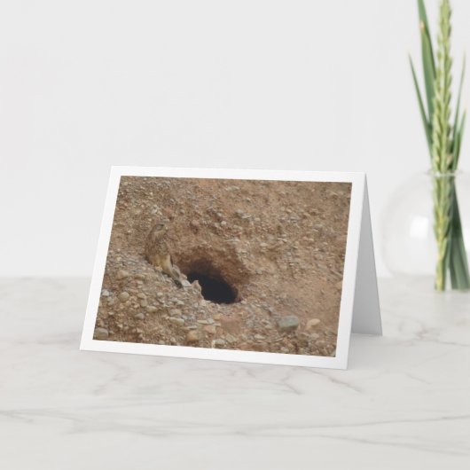 Gewone torenvalk, Falco tinnunculus Kaart (Voorkant)