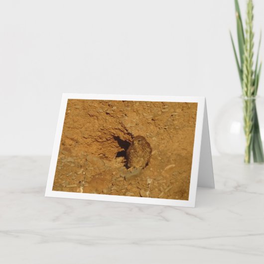 Gewone torenvalk, Falco tinnunculus Kaart (Voorkant)