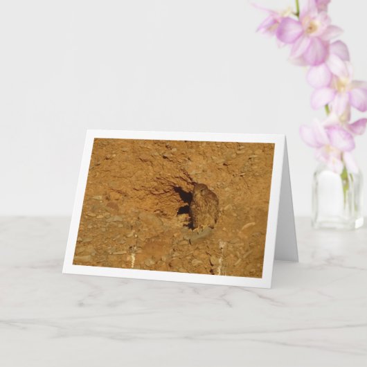 Gewone torenvalk, Falco tinnunculus Kaart (Orchidee)