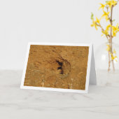 Gewone torenvalk, Falco tinnunculus Kaart (Gele Bloem)