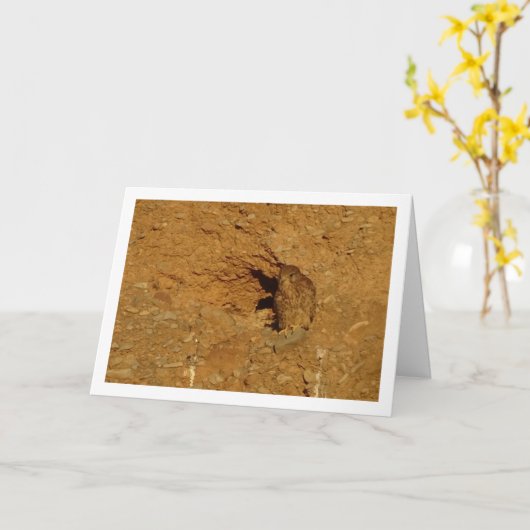 Gewone torenvalk, Falco tinnunculus Kaart (Gele Bloem)