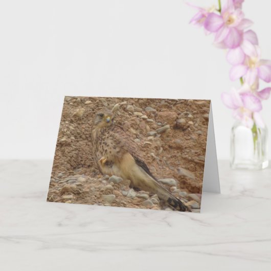 Gewone torenvalk, Falco tinnunculus Kaart (Orchidee)