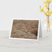 Gewone torenvalk, Falco tinnunculus Kaart (Gele Bloem)