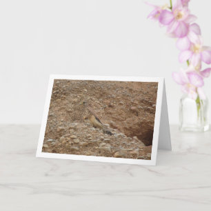 Gewone torenvalk, Falco tinnunculus Kaart