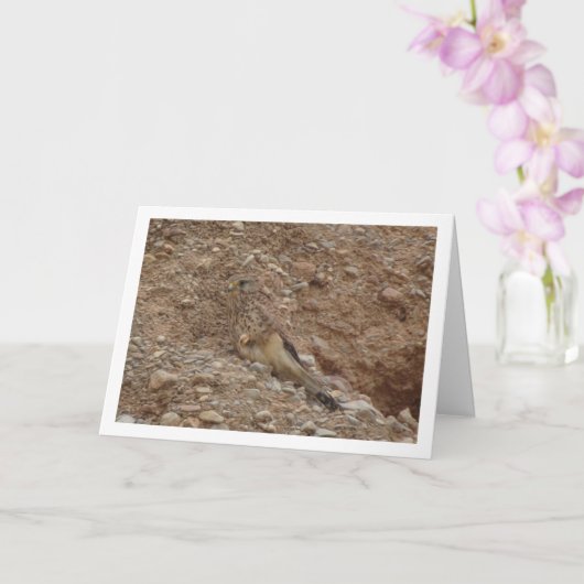 Gewone torenvalk, Falco tinnunculus Kaart (Orchidee)