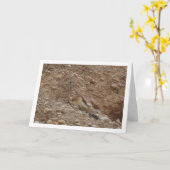 Gewone torenvalk, Falco tinnunculus Kaart (Gele Bloem)