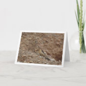 Gewone torenvalk, Falco tinnunculus Kaart (Voorkant)