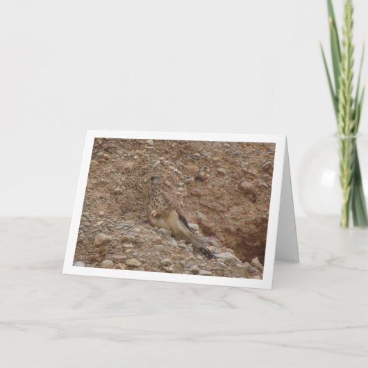 Gewone torenvalk, Falco tinnunculus Kaart (Voorkant)