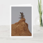 Gewone torenvalk paring, Falco tinnunculus auto Kaart (Voorkant)