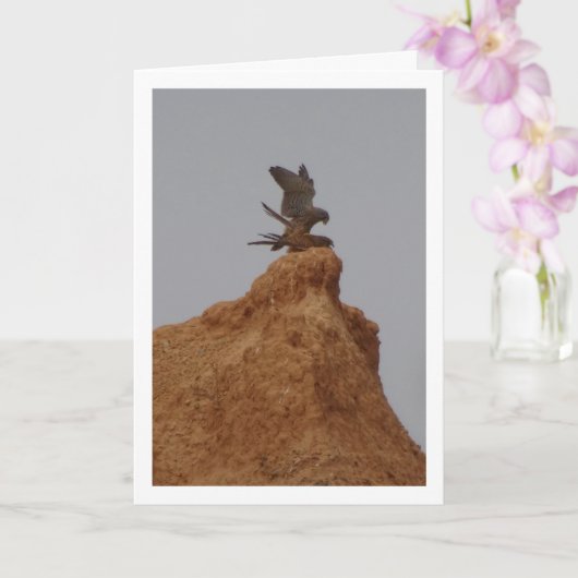 Gewone torenvalk paring, Falco tinnunculus auto Kaart (Orchidee)