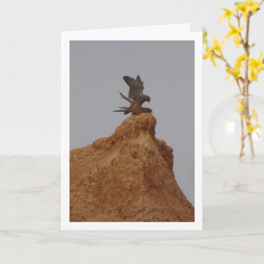 Gewone torenvalk paring, Falco tinnunculus auto Kaart (Gele Bloem)