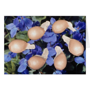 Gewone Violet-zaden (Viola papilionacea) bloemen