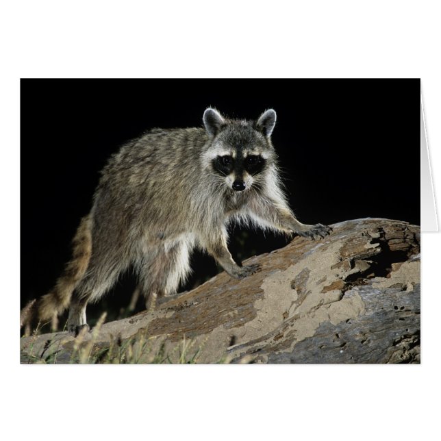 Gewone wasbeer, Procyon lotor (Voorkant Horizontaal)
