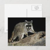 Gewone wasbeer, Procyon lotor Briefkaart (Voorkant / Achterkant)