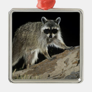 Gewone wasbeer, Procyon lotor Metalen Ornament