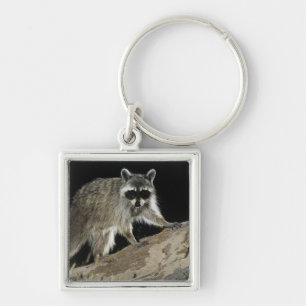 Gewone wasbeer, Procyon lotor Sleutelhanger