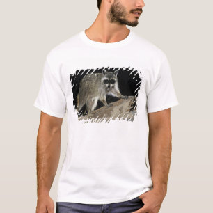 Gewone wasbeer, Procyon lotor T-shirt