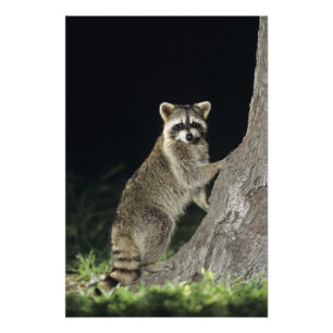 Gewone wasbeer, Procyon lotor, volwassene in boom Foto Afdruk
