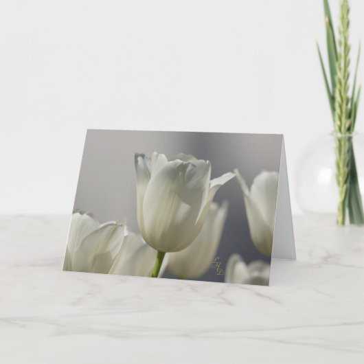Gewone Witte Lentetulpen Lee Hiller Fotografie Kaart (Voorkant)