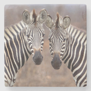 Gewone zebra's, Kruger Nationaal Park Stenen Onderzetter