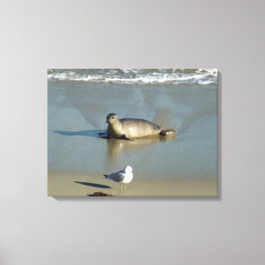 Gewone zeehond bij La Jolla Californië Canvas Afdruk (Voorkant)