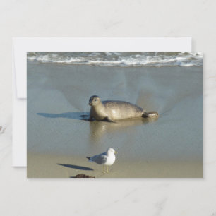 Gewone zeehond bij La Jolla Californië Feestdagenkaart