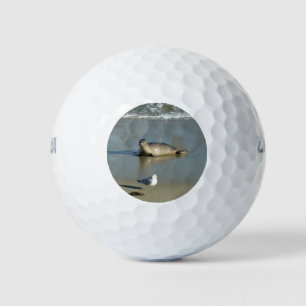 Gewone zeehond bij La Jolla Californië Golfballen