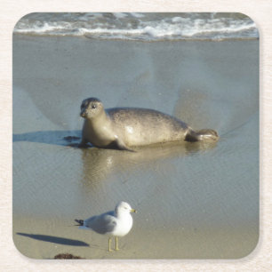 Gewone zeehond bij La Jolla Californië Kartonnen Onderzetters