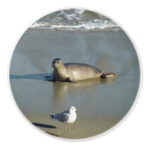 Gewone zeehond bij La Jolla Californië Keramische Knop