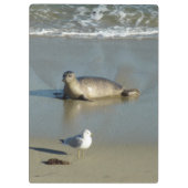 Gewone zeehond bij La Jolla Californië Klembord (Achterkant)