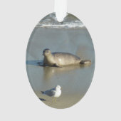 Gewone zeehond bij La Jolla Californië Ornament (achterkant)