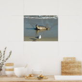 Gewone zeehond bij La Jolla Californië Poster (Keuken)