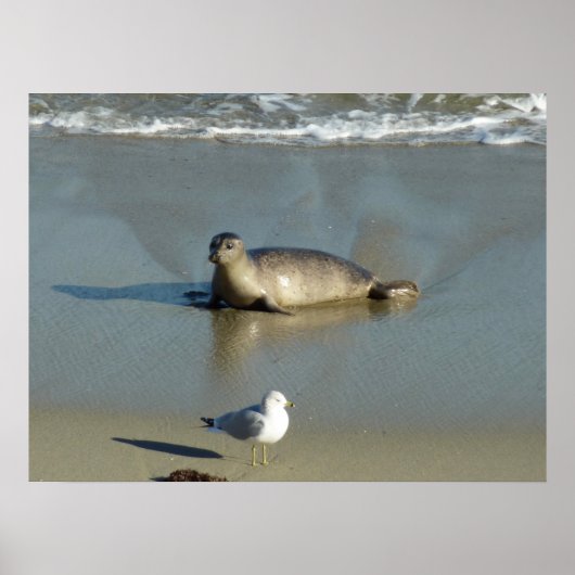 Gewone zeehond bij La Jolla Californië Poster (Voorkant)