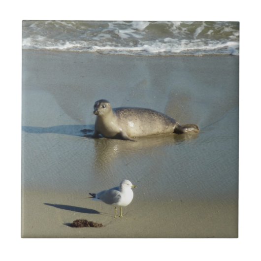 Gewone zeehond bij La Jolla Californië Tegeltje (Voorkant)