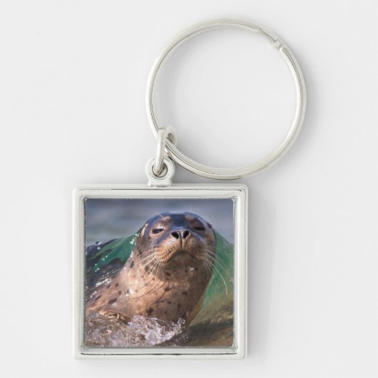 Gewone zeehond sleutelhanger (Voorkant)