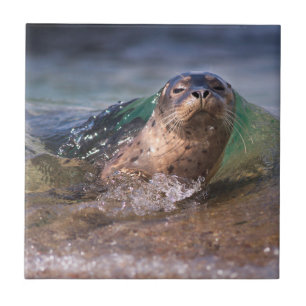 Gewone zeehond tegeltje