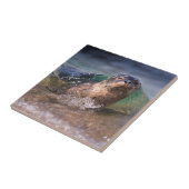 Gewone zeehond tegeltje (Zijkant)