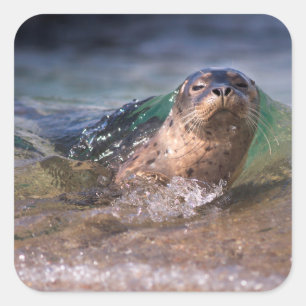 Gewone zeehond vierkante sticker