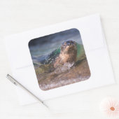 Gewone zeehond vierkante sticker (Envelop)