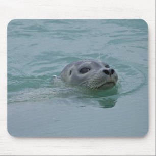 Gewone zeehond zwemmend in gletsjermeer Jokulsarlo Muismat