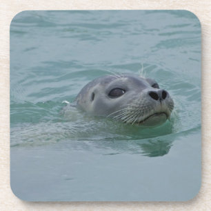 Gewone zeehond zwemmend in het gletsjermeer Jokuls Bier Onderzetter