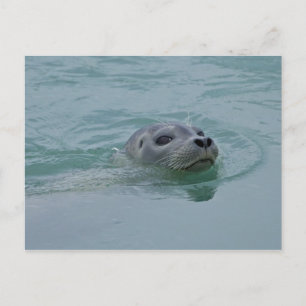 Gewone zeehond zwemmend in het gletsjermeer Jokuls Briefkaart