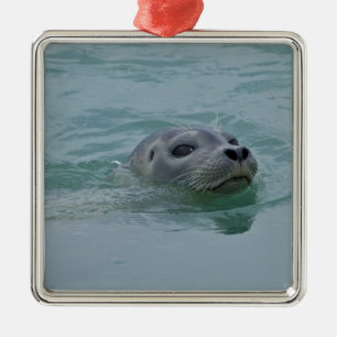 Gewone zeehond zwemt in gletsjermeer Jokulsarlon Metalen Ornament