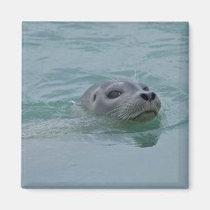 Gewone zeehond zwemt in het gletsjermeer Jokulsarl Magneet