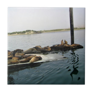 Gewone zeehonden, Morro Bay, Californië Tegeltje