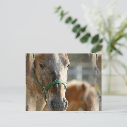 Gewoon Appaloosas Briefkaart (Staand voorkant)